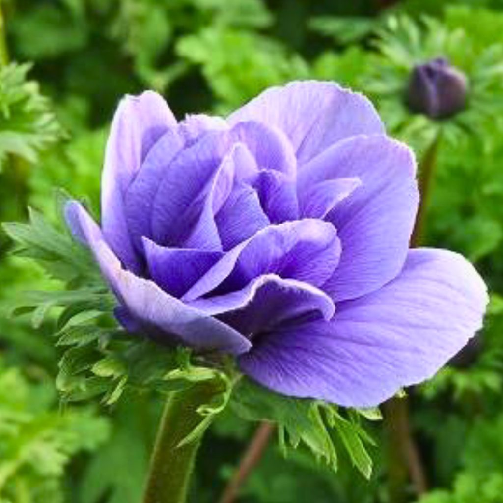 Anemone coronaria